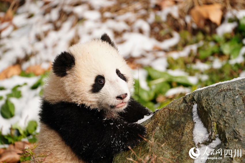 Anak Kembar Panda Duta Aba, Sichuan