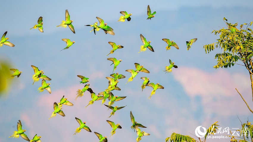 Kawanan Burung Bayan Terbang Bawah Matahari Terbenam