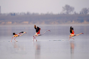 Burung Flamingo Singgah di Tasik Yanhu, Shanxi