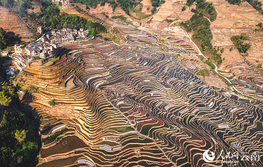 Tiba Musim Semai Padi di Sawah Teres Yunnan