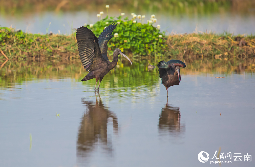 Ibis Warna-warni Muncul Semula di Yunnan