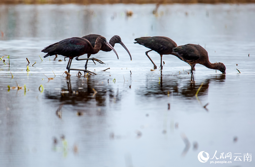 Ibis Warna-warni Muncul Semula di Yunnan