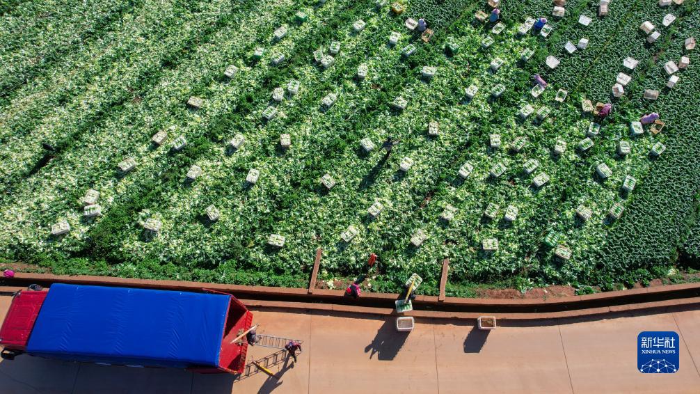 Yunnan Sibuk Bekal Sayur ke Utara China yang Dilanda Kesejukan