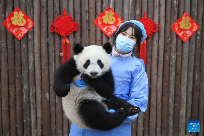 Anak Panda Tampil Berkumpulan di Sichuan