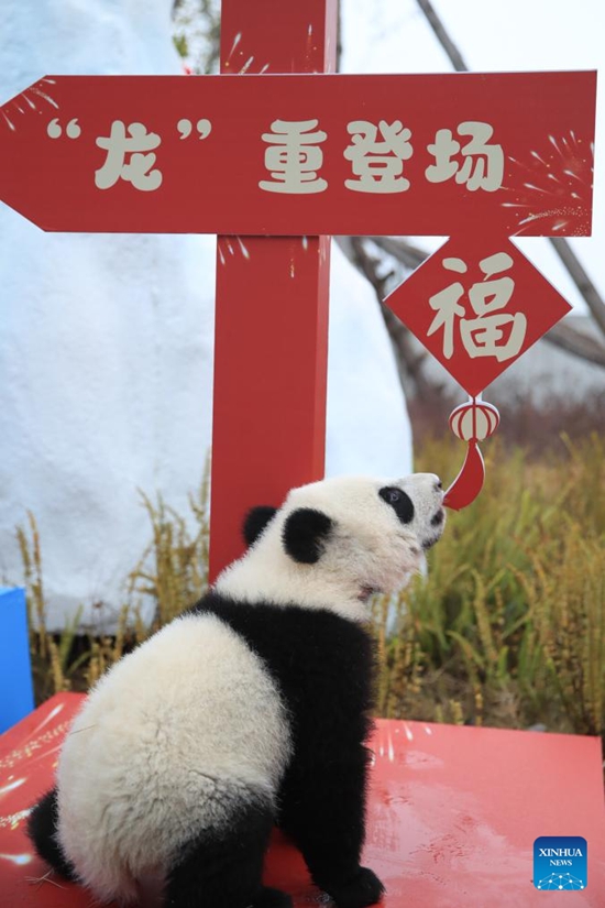 Anak Panda Tampil Berkumpulan di Sichuan