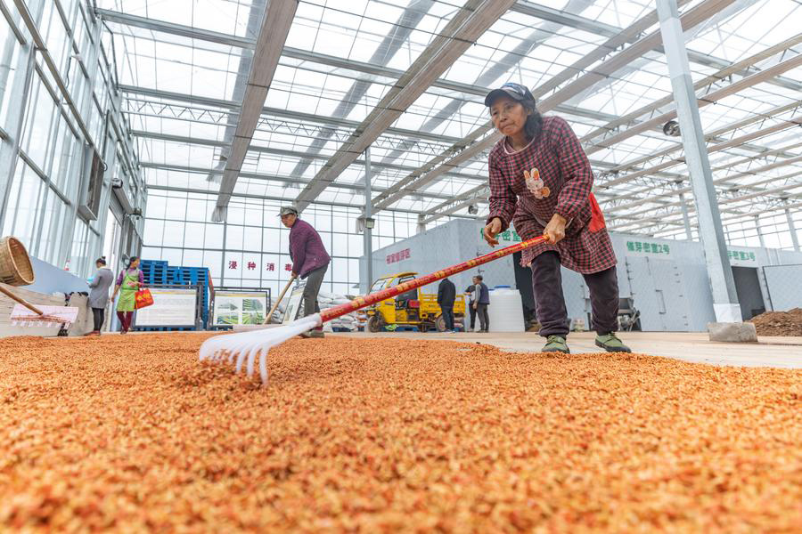 Pangkalan Biak Benih Pintar Tingkat Kecekapan Bertani di Chongqing