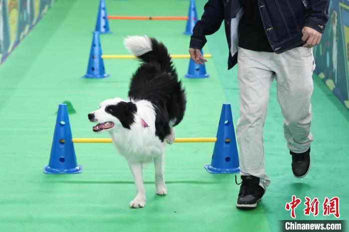 Penduduk tempatan membawa haiwan kesayangan menyertai Ekspo Haiwan Peliharaan Sedunia 2024. (China News Network/Yang Bo)