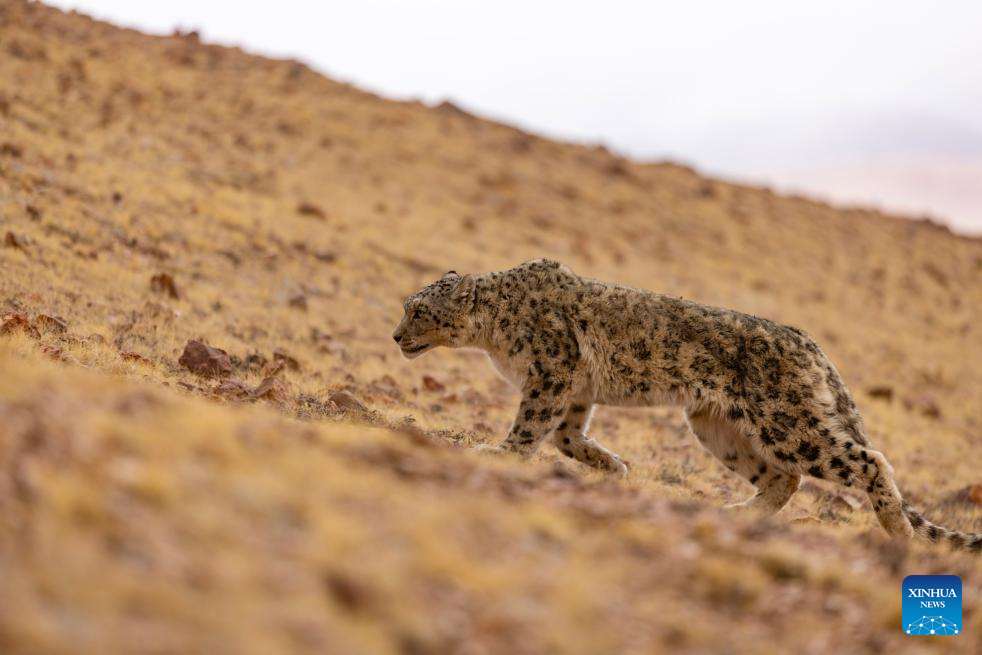 Foto ini diambil pada 7 Mei 2024 yang memperlihatkan harimau bintang salji di Simpanan Alam Semula Jadi Kebangsaan Changtang, di Wilayah Autonomi Xizang, barat daya China. (Xinhua/Jiang Fan)