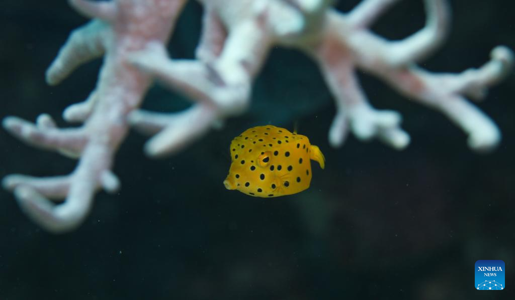 Gambar seekor ikan buntal kuning atau Ostracion cubicus di ladang laut Pulau Wuzhizhou di Sanya, provinsi Hainan, di selatan China, pada 15 Mei 2024. (Xinhua/Yang Guanyu)