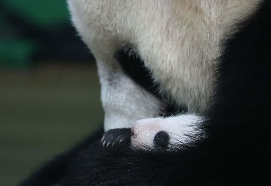 Seekor anak panda betina yang dilahirkan pada 18 Jun di Guangzhou, provinsi Guangdong telah membesar dengan berat 1.23 kilogram setakat Khamis berbanding 178 gram ketika dilahirkan, sekali gus memperlihatkan keadaannya yang sihat. (Chinadaily.com.cn/Zheng Erqi)