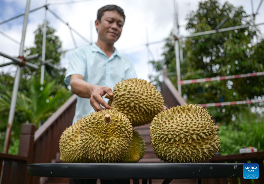 Industri Durian Galak Pencergasan Semula Luar Bandar di Selatan China