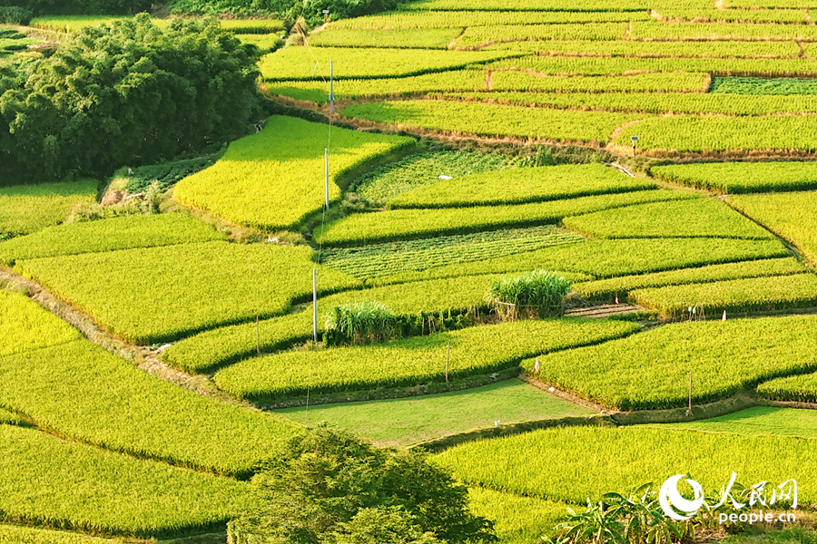 Sawah Padi Penuh Warna di Fujian Hasilkan Pemandangan Menakjubkan Musim Luruh